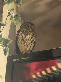 owl cafe Tokyo