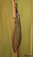 Hormiga león (Myrmeleontidae)