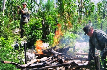 Militares destruyen mil 130 plantas de marihuana en Nueva Esperanza