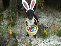 Dog Easter Dress4