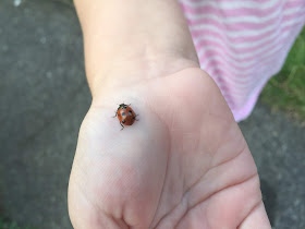 holding a ladybird for my pet pal challenge