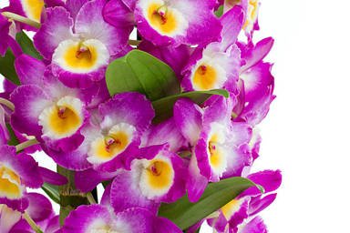 pink-dendrobium-orchid-flowers-on-a-white-background