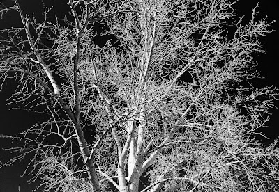 Black and White Tree