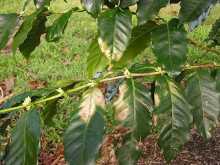 Sunburned Leaves