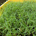 SUPPLIER BIJI RUMPUT BERMUDA-BENIH RUMPUT BERMUDA 