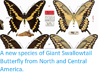 https://sciencythoughts.blogspot.com/2015/01/a-new-species-of-giant-swallowtail.html