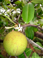 flor e fruto da Mangaba, foto de 