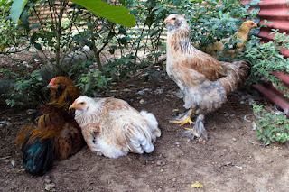 Brahma chickens, Puriscal