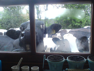 Friesan cow looking through kitchen window