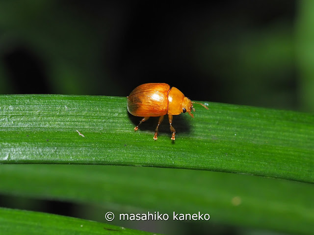 ヤツボシハムシ　無斑型