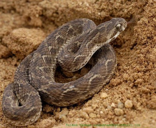 Saw Scaled Viper