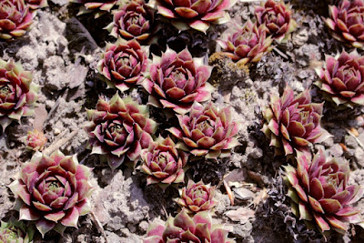 Sempervivum marmoreum - Balkan Houseleek care and culture