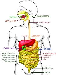 Anatomi Sistem Pencernaan Manusia 