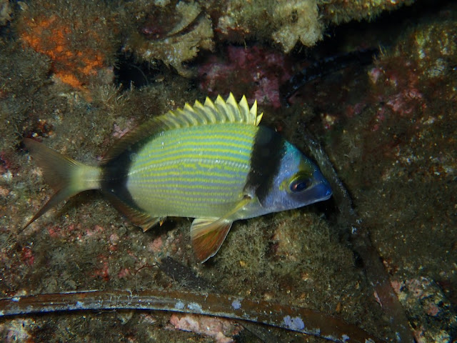 Diplodus vulgaris