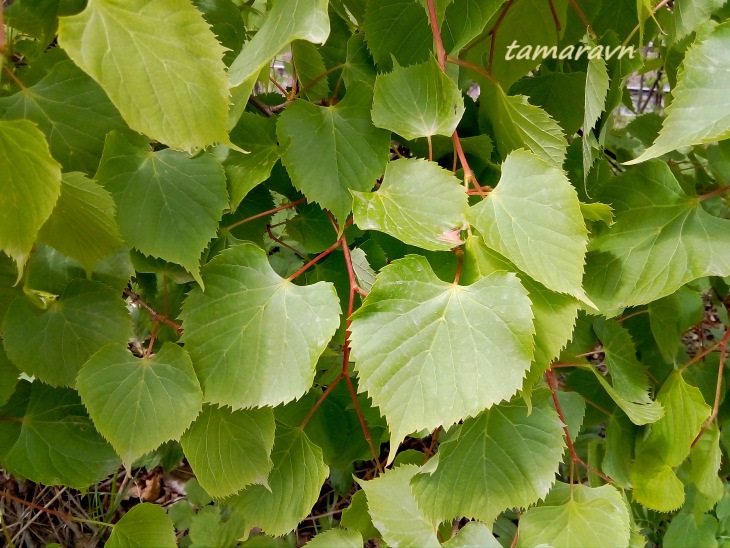 Липа амурская (Tilia amurensis)