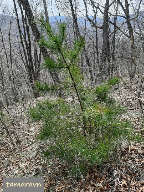 Весенний лес (Сосна корейская, "кедр", Pinus koraiensis)