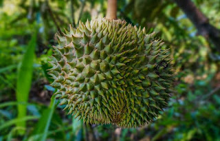 Berapa Lama Pohon Durian Berbuah Dari Biji