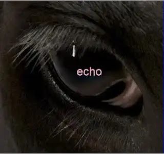 Echo violenza