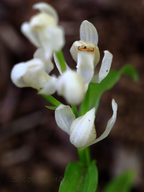 Cephalanthera erecta