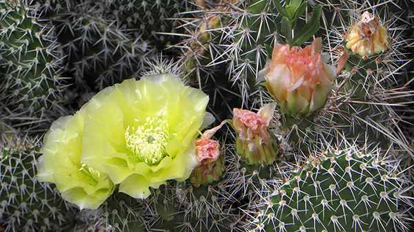 Yellow Prickly Pear Blossom with Pink Buds