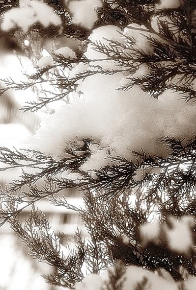 snow5BB