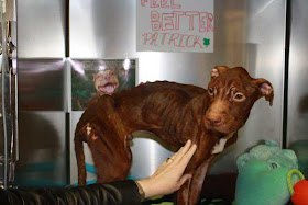 Patrick the pitbull found at garbage chute, animal abuse, miracle dog