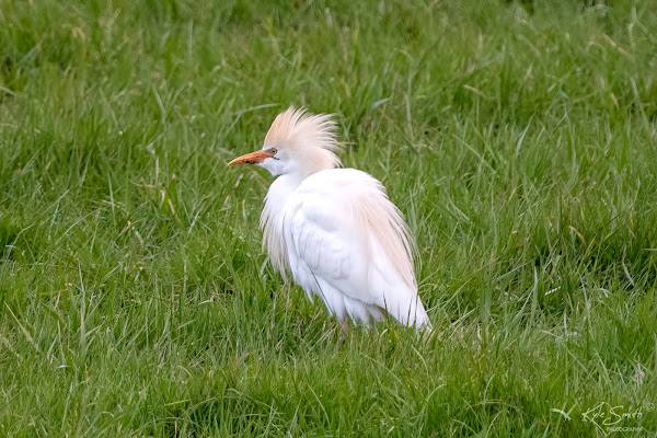 Cattle egret