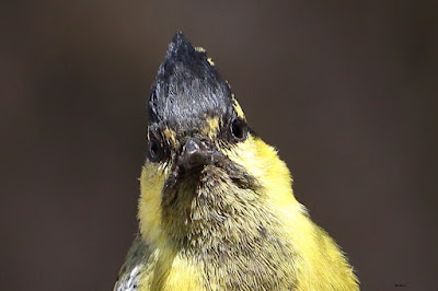 "Indian Yellow Tit (Machlolophus aplonotus) is a tiny but colourful songbird. Bright yellow plumage with contrasting black markings distinguishes this species. The snap depicts a portrait shot of the bird."