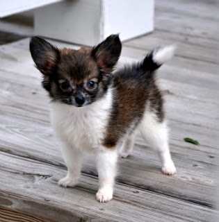 Papillon Puppy Picture