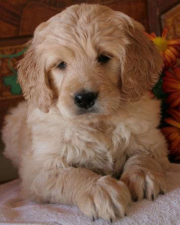 goldendoodle puppy cut. hairstyles goldendoodle rescue