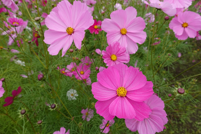 鳥取県西伯郡南部町鶴田　とっとり花回廊　秘密の花園