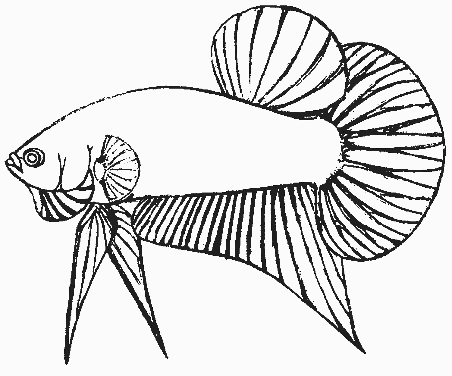 Contoh Sketsa Gambar Ikan - Corned Wall