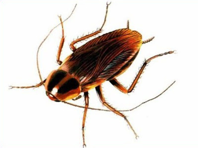 Cockroach 10 Binatang yang Paling Tangguh di Bumi