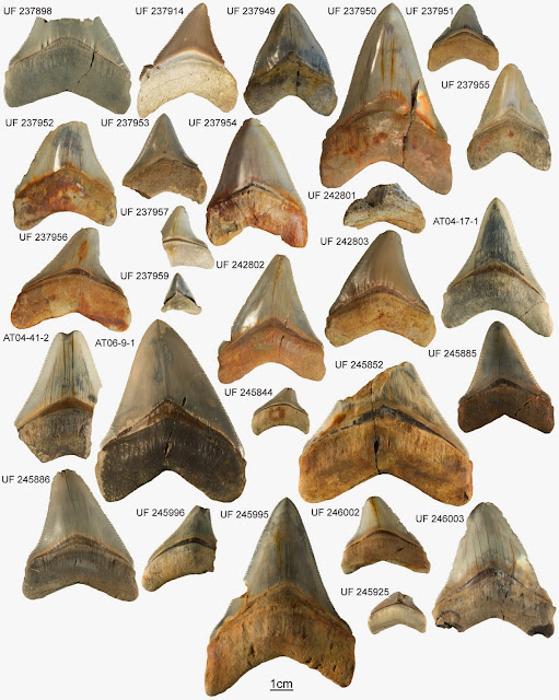 Коллекция мегалодонов Carcharocles из формации Гатун