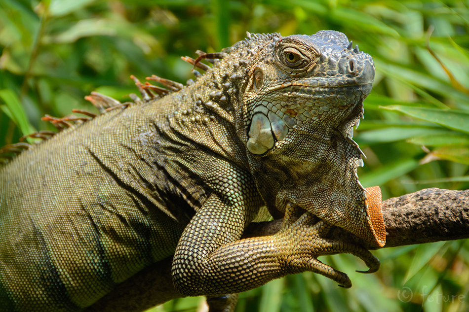 Roheline iguaan, Iguana iguana, Green iguana, sisalik