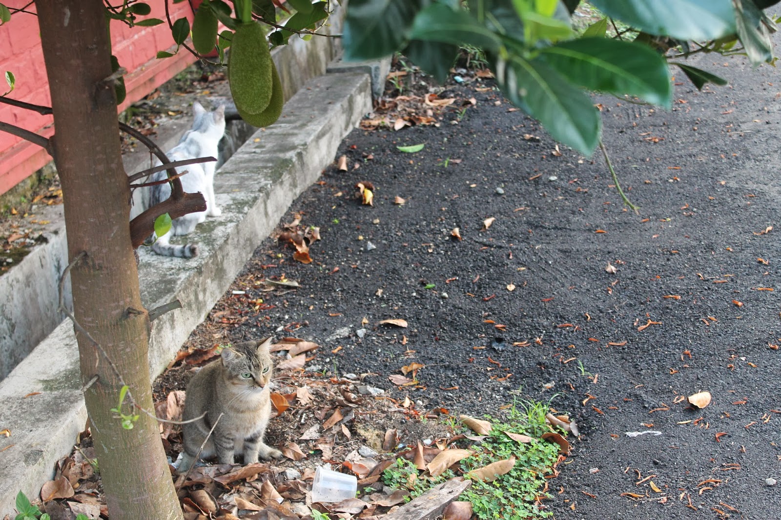 Housewife N Famili: Ubat Cacing untuk Kucing