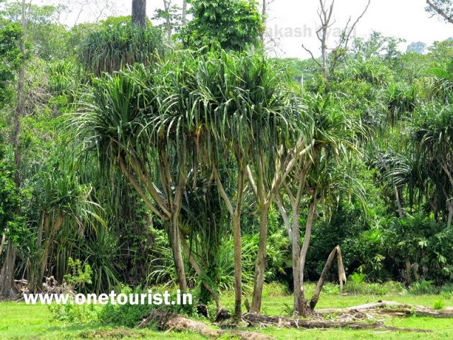 limestone caves andaman