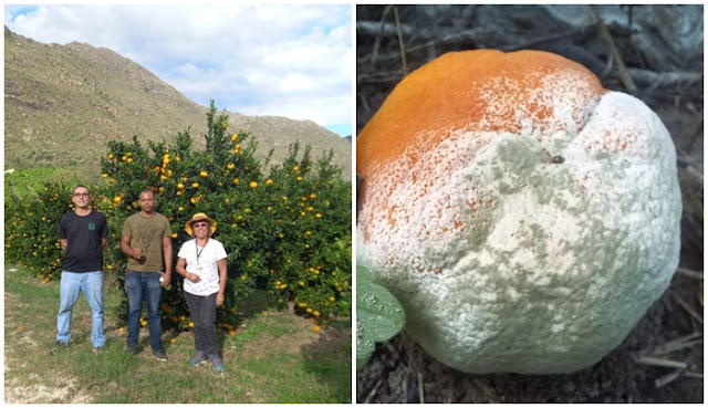 Lavouras de citros da Chapada Diamantina passam por inspeções fitossanitárias com técnicos da Adab