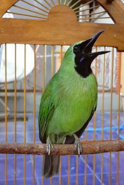 5 jenis cucak  ijo  yang fenomenal Kicau Burung  Mania