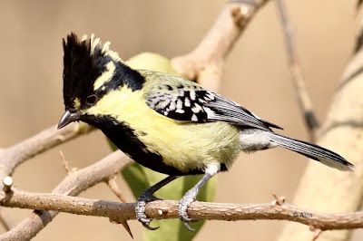 Indian Yellow Tit