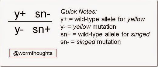 Figure 2_Genotype notation