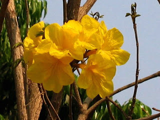  Nakhon Nayok flower