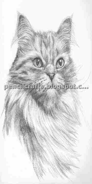 Cat Pencil Drawings Sketches and Ideas