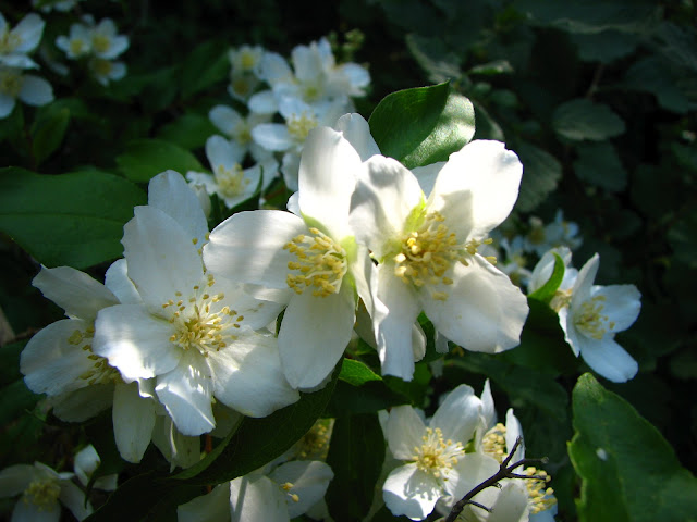 mock orange flower