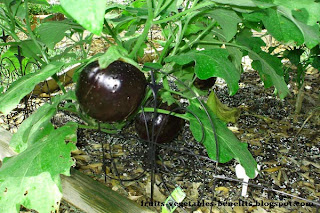 benefits_of_eating_eggplant_fruits-vegetables-benefitsblogspot.com(5)