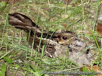 Large-tailed Nightjar (Caprimulgus macrurus)