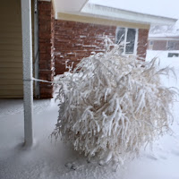 photo of snow covered tumbleweed at my Manor front porch 