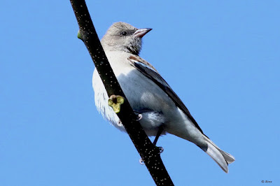 "Yellow-throated Sparrow - Gymnoris xanthocollis - Female, sitting on a branch."