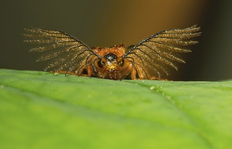 glowworm-beetle-2 glowworm-beetle-2