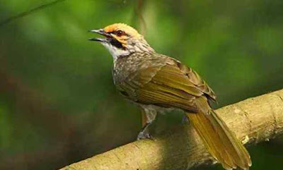 Burung Cucakrowo Si Pengicau yang Melegenda di Indonesia